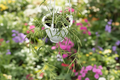 Hoya Linearis Live Plant - 4.5 Inch Pot | Rare Trailing Hoya Starter Plant