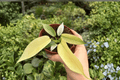 Philodendron Florida Ghost Mint - 2 Exact Live Plants in 4-Inch Pots
