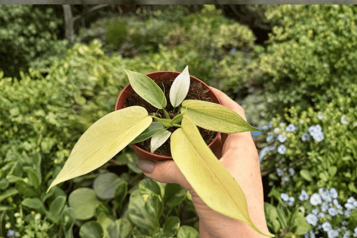 Philodendron Florida Ghost Mint - 2 Exact Live Plants in 4-Inch Pots