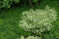 Elegantissima Red Twig Dogwood Live Plant 4-Inch Pot | Cornus alba Variegated White Green Shrub