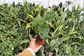 Free Spirit Hibiscus Starter Plants (2) – Bare Root, 2-Inch Pots, No Bloom