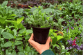 Variegated Bear Paw Cotyledon tomentosa – 2 Exact Plants in 4" Pot (Shipping: confirm)