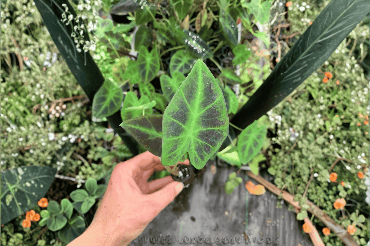 Colocasia Illustris 2 Live Starter Plants (Bare Root) – Colocasia esculenta ‘Illustris’