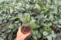 Anthurium AOS × RUDP - 2 Bare-Root Live Plants, 4-Inch Pot Size (Exact Plants pictured)