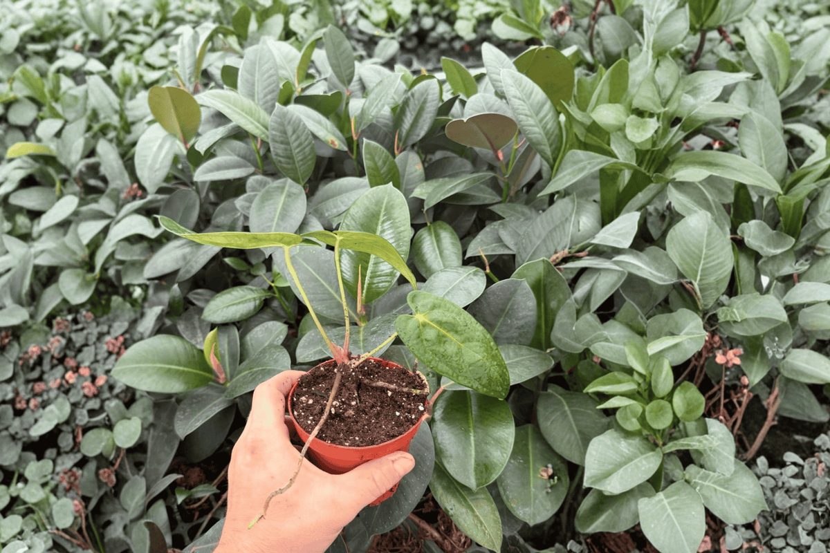 Anthurium AOS × RUDP - 2 Bare-Root Live Plants, 4-Inch Pot Size (Exact Plants pictured)