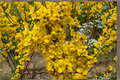 Show Off Forsythia Live Plant - 4" Pot, Forsythia × intermedia Yellow Flowering Shrub