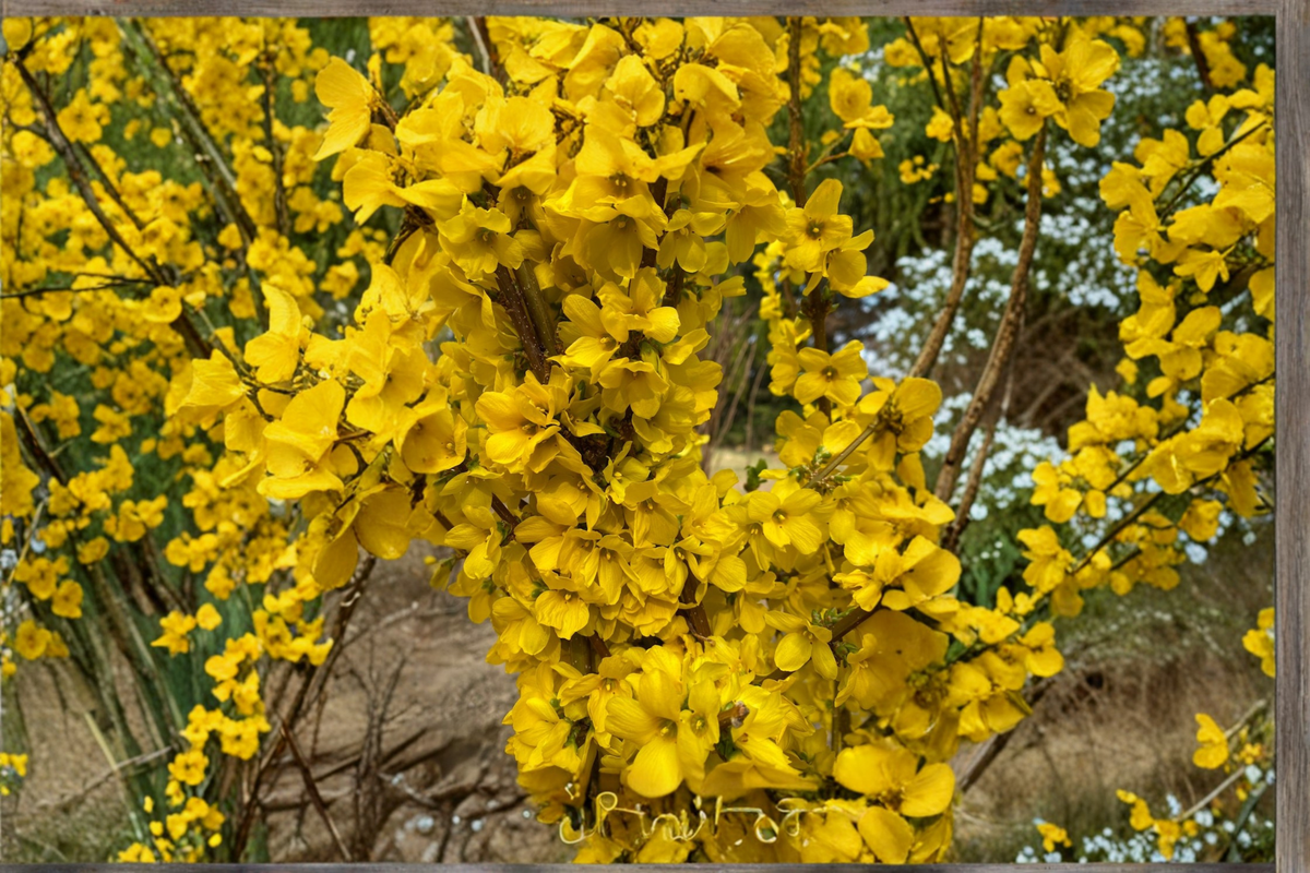 Show Off Forsythia Live Plant - 4" Pot, Forsythia × intermedia Yellow Flowering Shrub