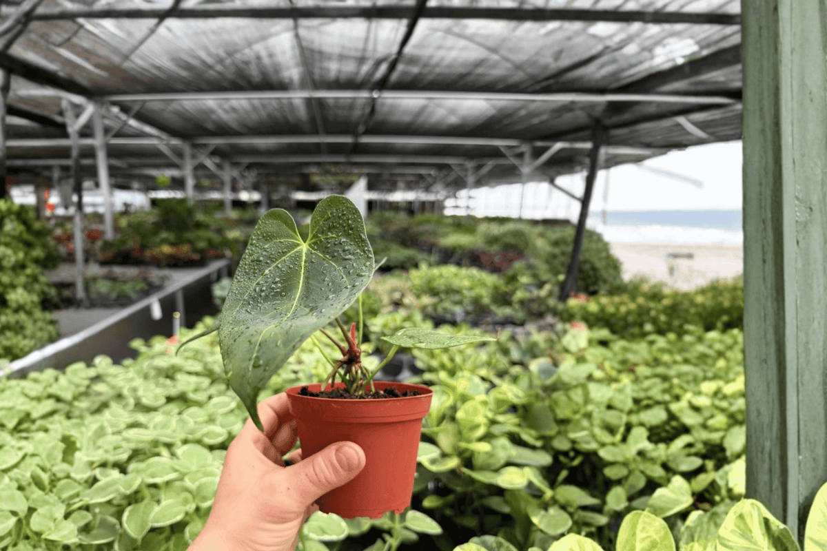 Anthurium Papi x Norte – 2 Live Plants in 4-Inch Pots (Exact Plants)