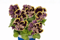 Ruffles Dark Heart Pansy Live Plant - 4-Inch Pot | Viola × wittrockiana