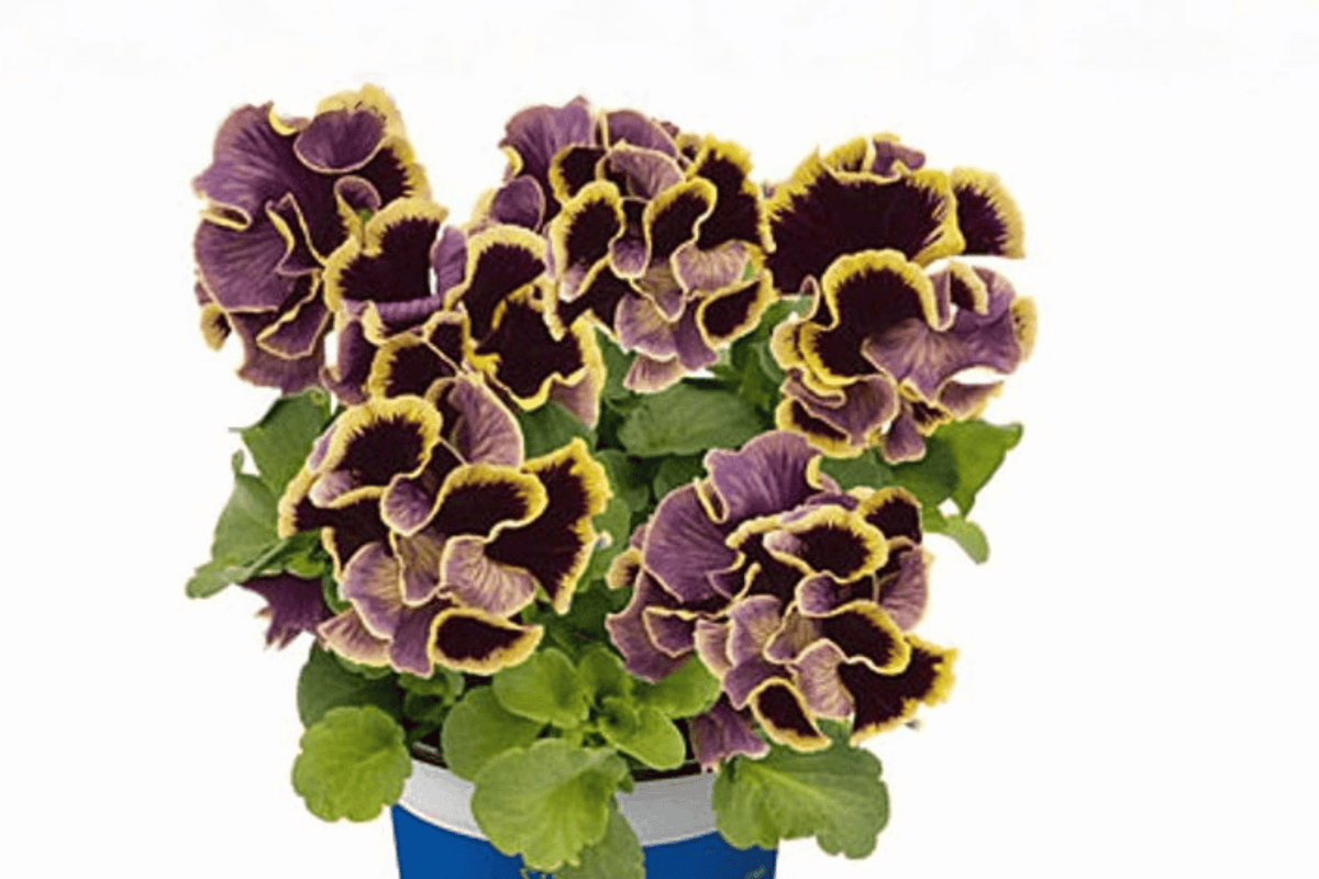Ruffles Dark Heart Pansy Live Plant - 4-Inch Pot | Viola × wittrockiana