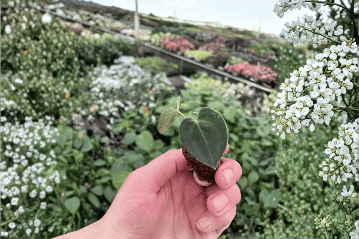 Anthurium Clarinervium Starter Plants (2) – Bare Root