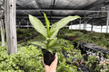Dieffenbachia Tiki (Tiki Dieffenbachia) - 2 Live Plants in 4-Inch Pots