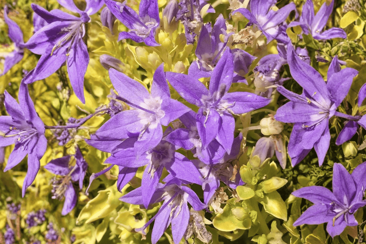 Dickson’s Gold Bellflower Campanula garganica — 4-Inch Pot Live Plant
