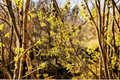 Japanese Witch Hazel Paleface - Bare Root Hamamelis japonica, 15" Tall