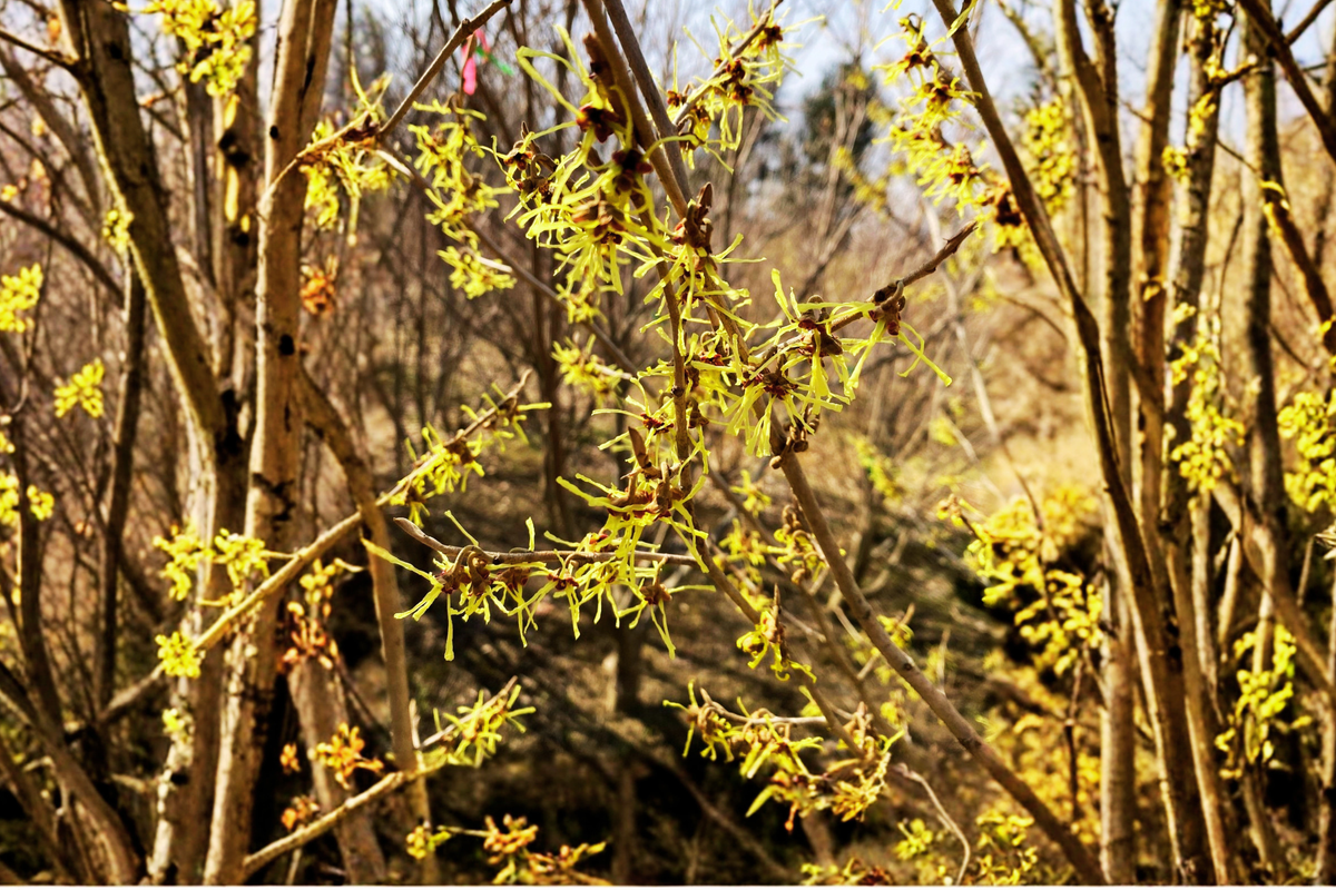 Japanese Witch Hazel Paleface - Bare Root Hamamelis japonica, 15" Tall