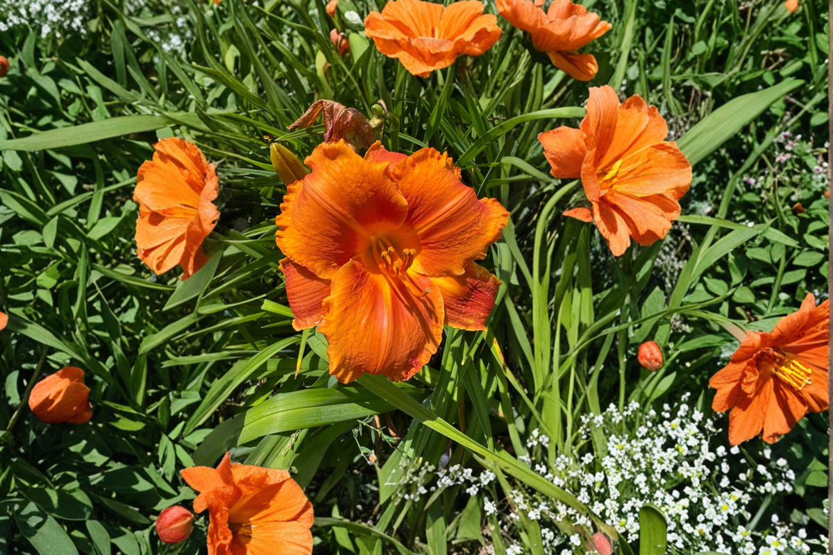 Daylily Hot Wire Bare Root Plants - 3 Plants