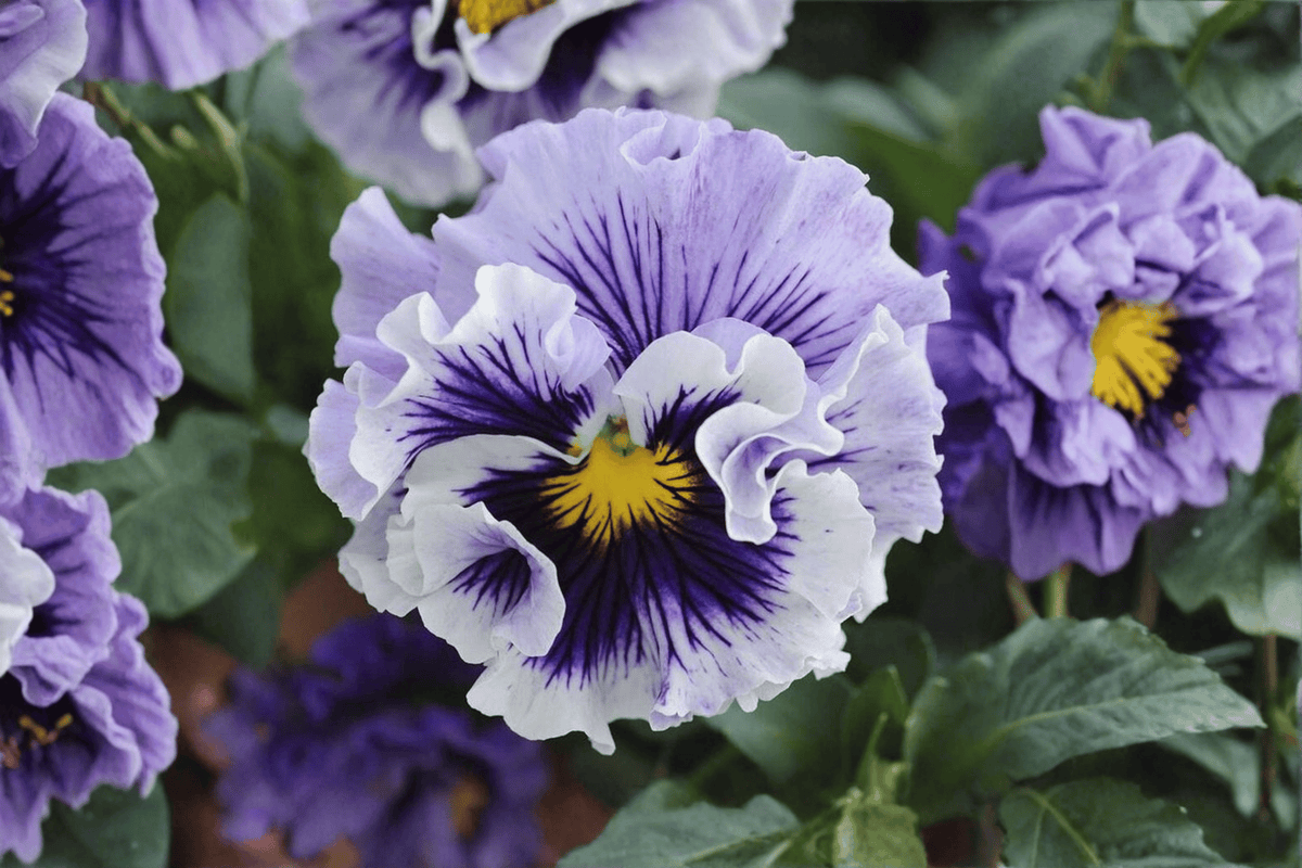 Ruffles Soft Lavender Pansy Live Plant – 4-Inch Pot