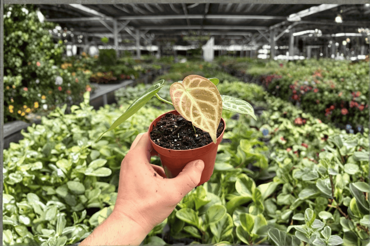 Antthurium Silver Tiger x Silver Blush Live Plants | 4-Inch Pots (2-Pack) - Exact Plants