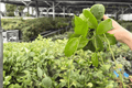 Hoya Quinquenervia - 2 Live Plants in 4-Inch Pots (Exact Plants) - Indoor Vining Foliage