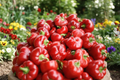 Pimento Sweet Pepper Live Plant - Rooted Starter, Capsicum annuum
