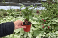 Ficus Ginseng (Ficus microcarpa) - 2 Live Plants in 4-Inch Pots