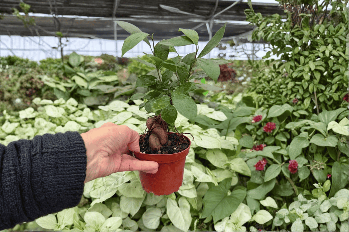 Ficus Ginseng (Ficus microcarpa) - 2 Live Plants in 4-Inch Pots