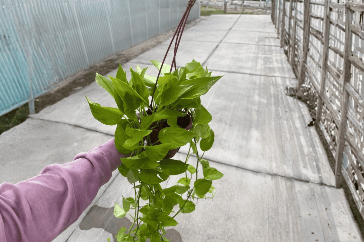 Champs Elysées Pothos - 2 Live Plants in 6-Inch Hanging Baskets (Epipremnum aureum)