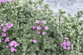Woolly Thyme (Thymus pseudolanuginosus) - 1 Live Plant in 4-Inch Pot