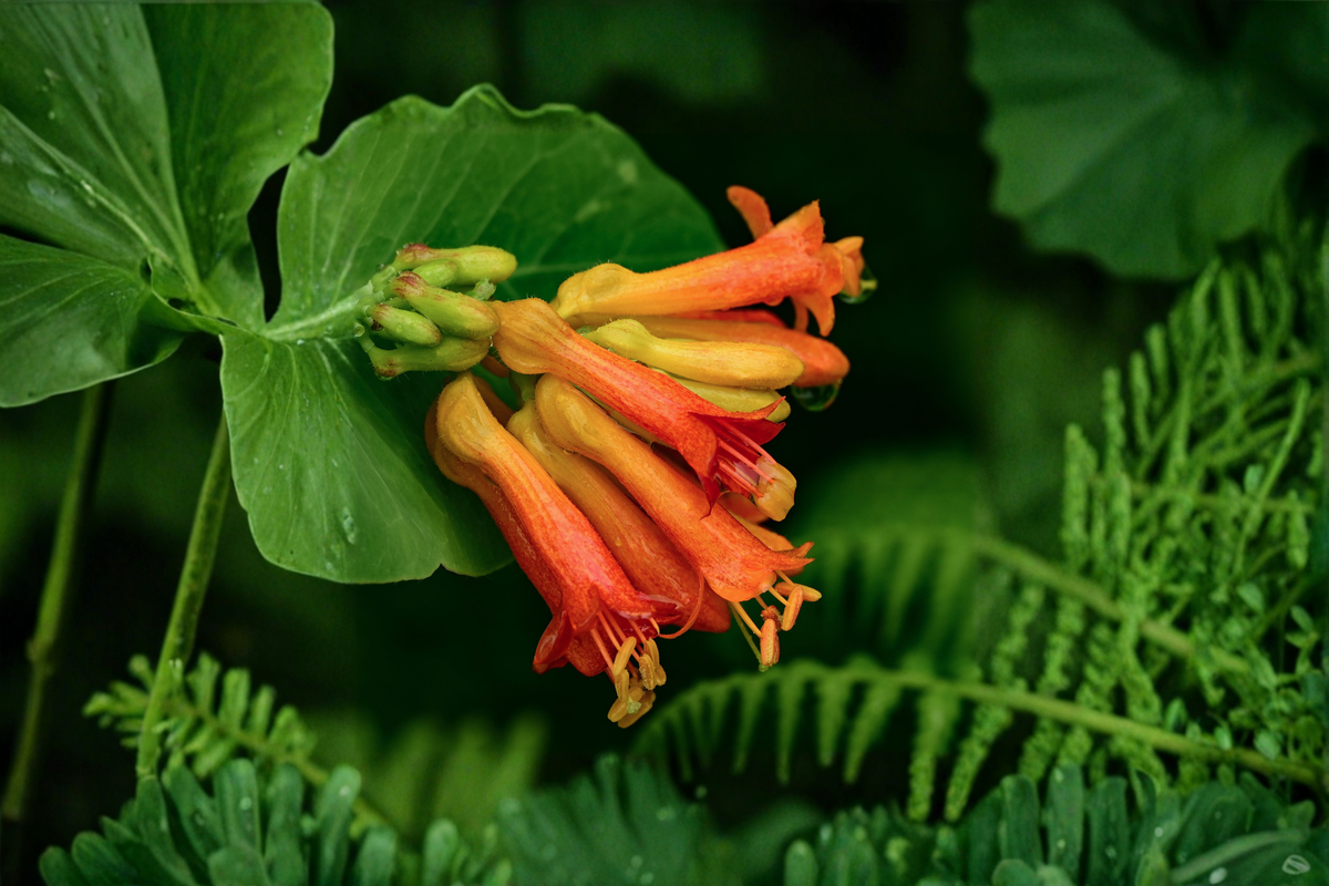 Magnifica Coral Honeysuckle Lonicera sempervirens 'Magnifica' - 3 Rooted Starter Plants in 1 Qt Pots