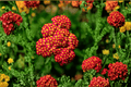Paprika Yarrow 1 Live Plant – Achillea millefolium ‘Paprika’ (4-Inch Pot)
