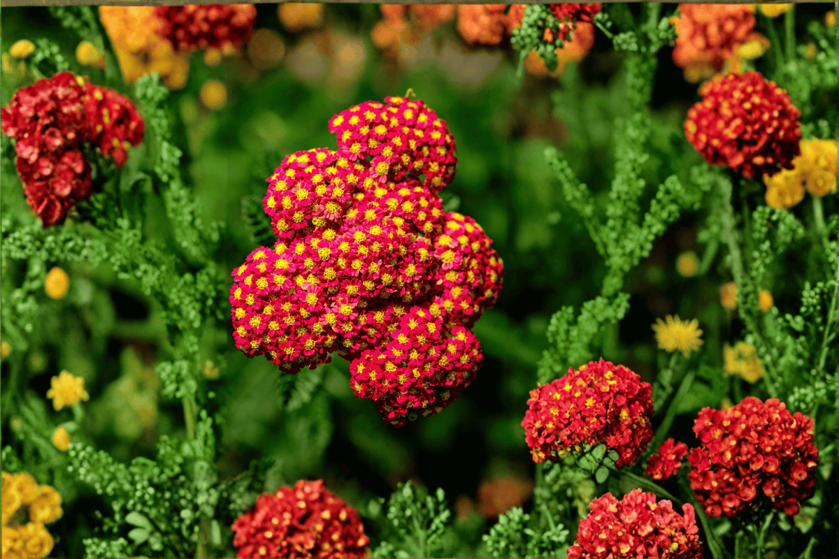 Paprika Yarrow 1 Live Plant – Achillea millefolium ‘Paprika’ (4-Inch Pot)