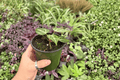 Anthurium Silver Hope x Hoffmanii Live Plants – 4-Inch Pots (2) | Potted Hybrid