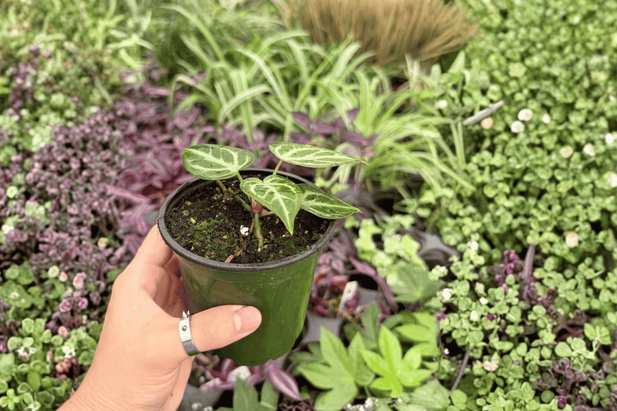 Anthurium Silver Hope x Hoffmanii Live Plants – 4-Inch Pots (2) | Potted Hybrid
