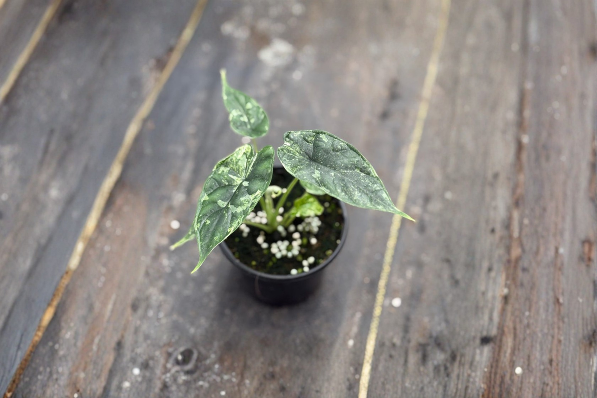 Alocasia Dragon Scale Mint Variegated Live Plant - 4 Inch Pot