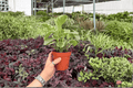 Variegated Peperomia Obtusifolia 2 Live Plants in 4-Inch Pots | Peperomia obtusifolia 'Variegata'