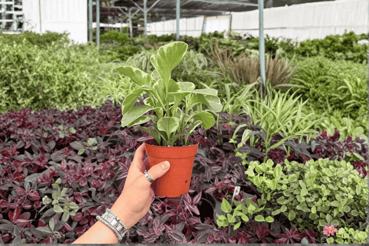 Variegated Peperomia Obtusifolia 2 Live Plants in 4-Inch Pots | Peperomia obtusifolia 'Variegata'