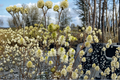 Dwarf Fothergilla Mount Airy Live Plant - 1 Gallon Pot | White Spring Flowers, Fall Color