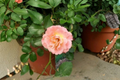 Peach Drift Rose Groundcover 5 Gal Live Plant - Low Growing Peach Flowering Shrub