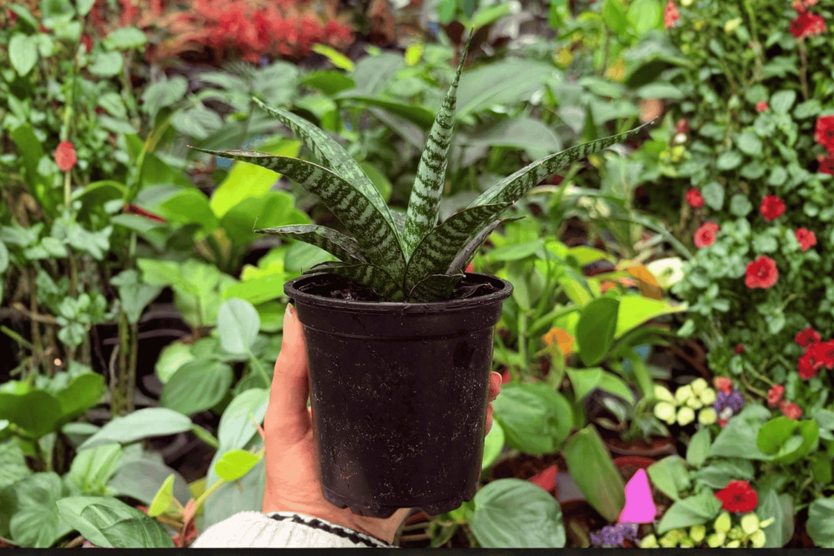 Sansevieria Hybrida Tiger 2-Pack – Exact Plants in 4" Pot (Bare-Root/Pot Confusion)