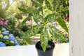 Variegated Money Tree Pachira glabra Variegata - 4 Inch Pot, Fully Rooted Live Plant