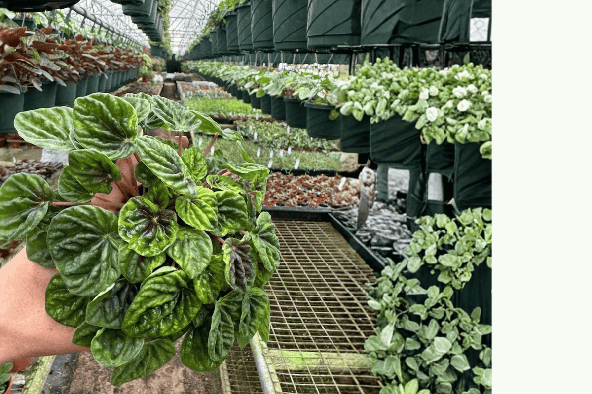 Peperomia Green Ripple Live Plant - 2 Plants in 4-Inch Pots (Peperomia caperata)