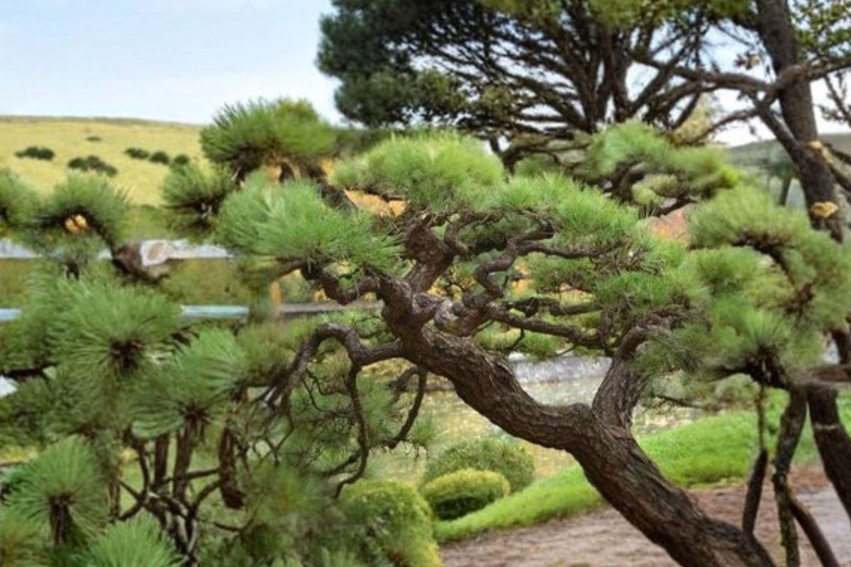 Ondai Japanese Black Pine Live Plant – Pinus thunbergii, 18 Inch, 1 Gallon Pot