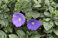 Ground Morning Glory (Convolvulus sabatius) - 4-Inch Pot Live Plant