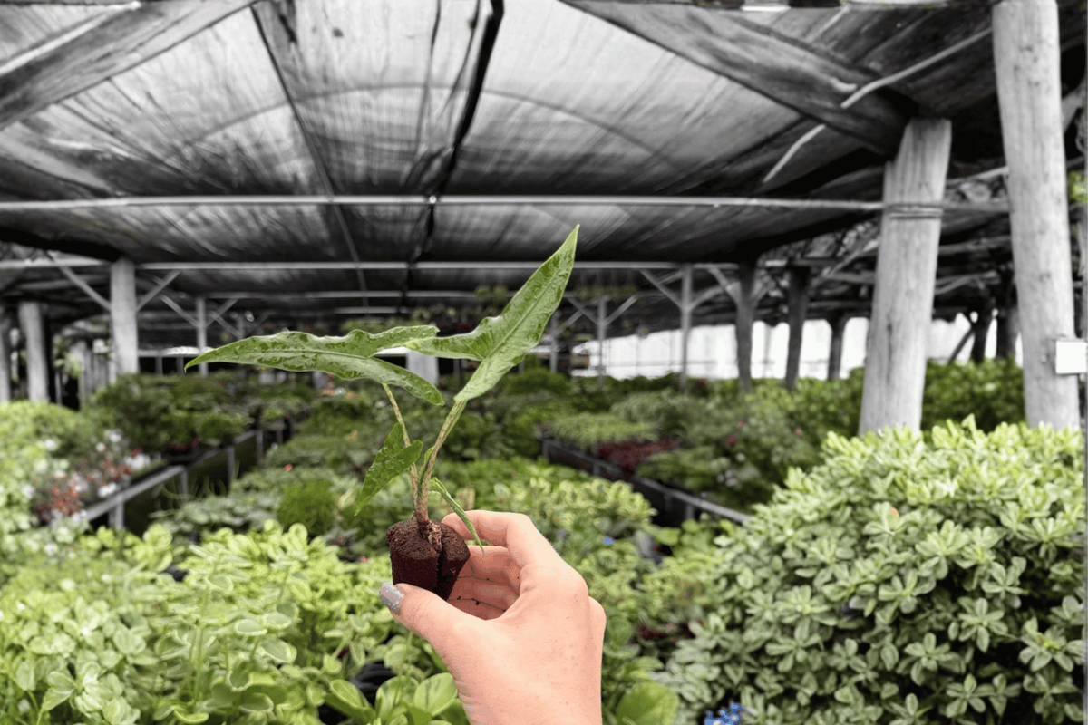Alocasia Sabrina Narrow Starter Plants (2) | Live 2-Inch Pots