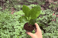 Foxy Lady Hibiscus 2 Live Starter Plants – Hibiscus rosa-sinensis (2-Inch Pots)