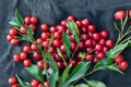 Dwarf Stella Cherry Seeds - 3 Pack for Indoor/Outdoor Growing