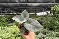 Alocasia Reginae Live Plants - 2x 4-Inch Pots | Alocasia reginae