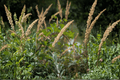 The King Pacific Reed Grass (Calamagrostis nutkaensis) 1 Gal Live Plant