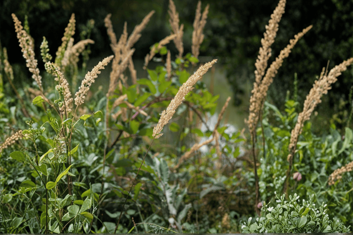 The King Pacific Reed Grass (Calamagrostis nutkaensis) 1 Gal Live Plant