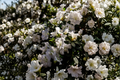 White Gumpo Dwarf Azalea Starter Plant | Rhododendron 'White Gumpo' (Unpotted)
